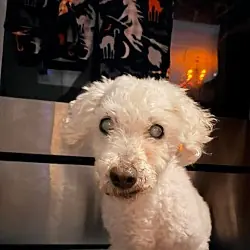 Marlin, Poodle (Miniature)