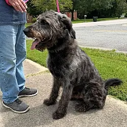 Zeke, Old English Sheepdog Poodle (Standard) mix