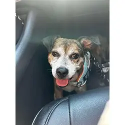 Malcolm, Beagle Boxer mix