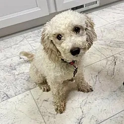 Claire, Poodle (Miniature)