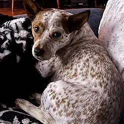 Chunk Norris, Australian Cattle Dog mix