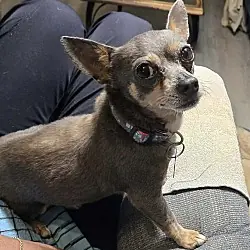 Dusty Rue, Chihuahua