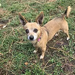 Daisy Loo, Chihuahua
