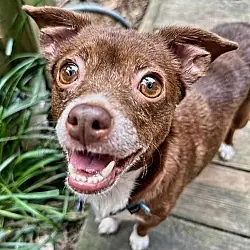 Jewel, Chihuahua