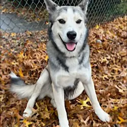 Cubby Is A Hiker, Husky