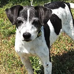 Best Friend Buddy, Rat Terrier Beagle mix