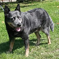 Blue Sassy, Australian Cattle Dog