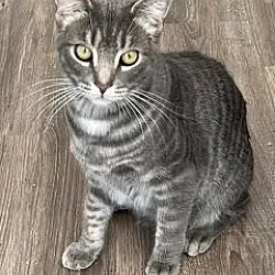 Kitten Max, Domestic Mediumhair