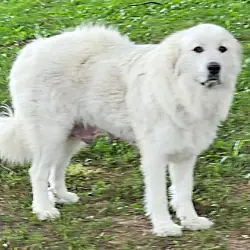 Lady Anne, Great Pyrenees