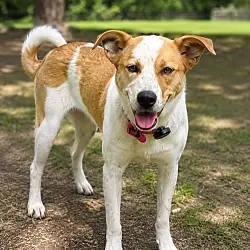 Puppy Susye, Feist Jack Russell Terrier mix