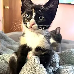 Kitten Ivy, Domestic Mediumhair