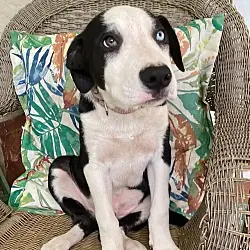 Puppy Richie, Border Collie mix