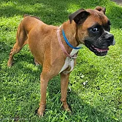 Hope, Boxer