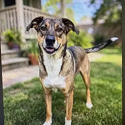 Sassy Sadie, German Shepherd Dog Hound (Unknown Type)
