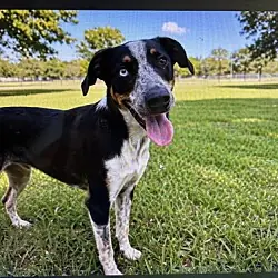 Dashing Domino, Australian Cattle Dog