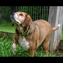 Chance, Beagle mix