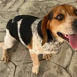 Dean, Beagle
