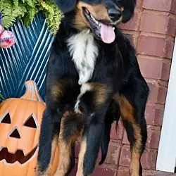 Bailey Girl, Australian Shepherd mix