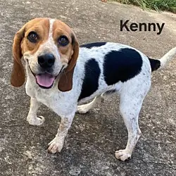 Kenny B, Beagle