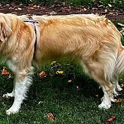 Odin, Great Pyrenees Golden Retriever mix