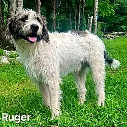 Ruger, Poodle (Standard) mix