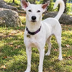 Ghost Girl, Australian Shepherd Australian Cattle Dog mix