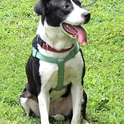 Lovely Lola, Border Collie Labrador Retriever mix