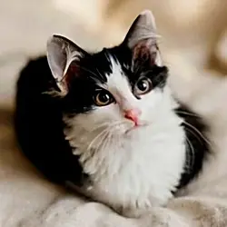 Kitten Polly, Domestic Longhair