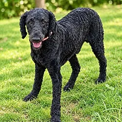 Jack, Poodle (Standard)