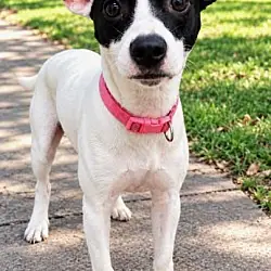 Pixie From Dixie, Jack Russell Terrier Feist mix