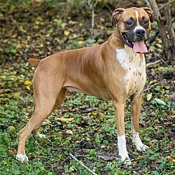 Celine, Boxer