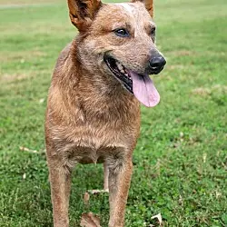 Reddy, Australian Cattle Dog
