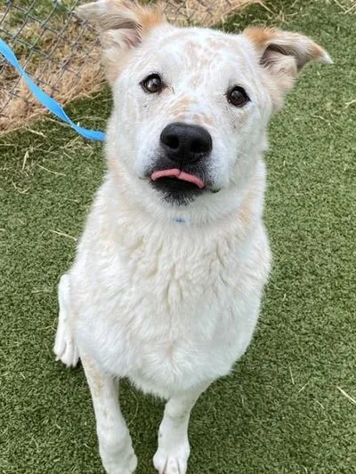 REX, Australian Cattle Dog mix