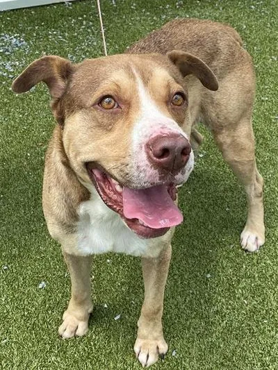 Aiden, American Bulldog mix