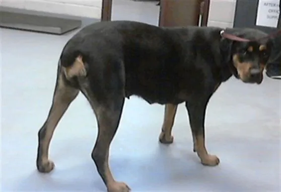 Gracie, Rottweiler