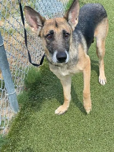 Zella, German Shepherd Dog