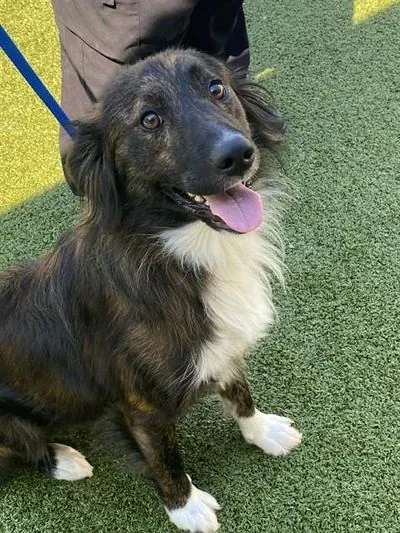 Wingding, Australian Cattle Dog mix