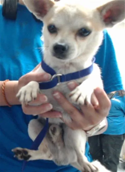Peanut, Chihuahua - Smooth Coated