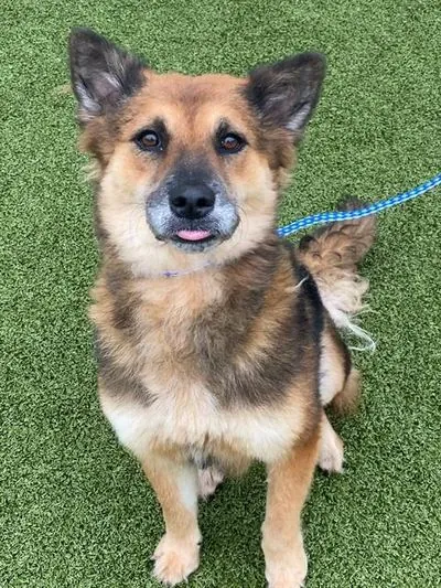 Fanta, German Shepherd Dog