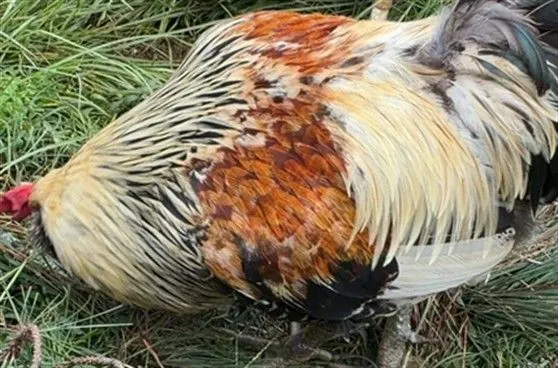 No name yet, Rooster