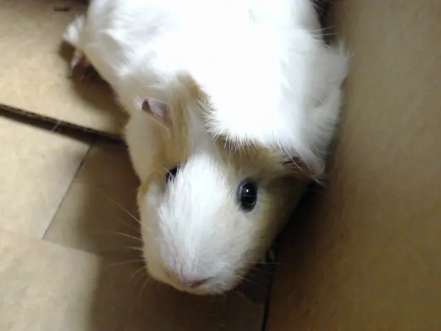 Pablo, Guinea Pig