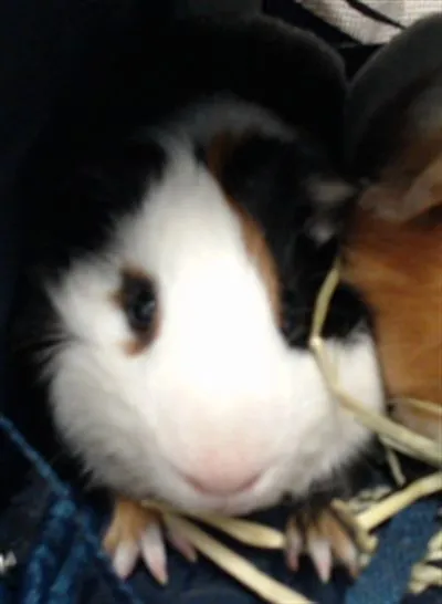 Remy, Guinea Pig