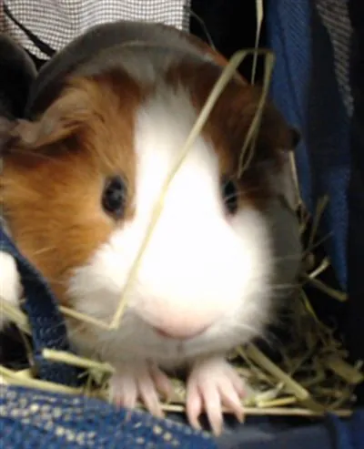 Milo, Guinea Pig