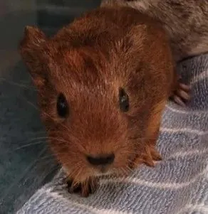 Knuckles, Guinea Pig