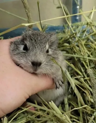Sonic, Guinea Pig