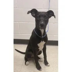 Moondancer, Labrador Retriever mix