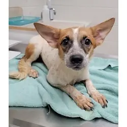 Yappers, Australian Cattle Dog Jack Russell Terrier mix