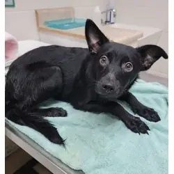 Bagheera, Australian Cattle Dog Terrier (Unknown Type, Medium) mix
