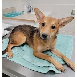 Hunny Bunny, Australian Cattle Dog Terrier (Unknown Type, Medium) mix