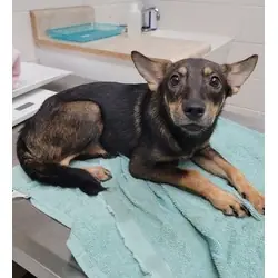 Brown Sugar, Australian Cattle Dog Terrier (Unknown Type, Medium) mix